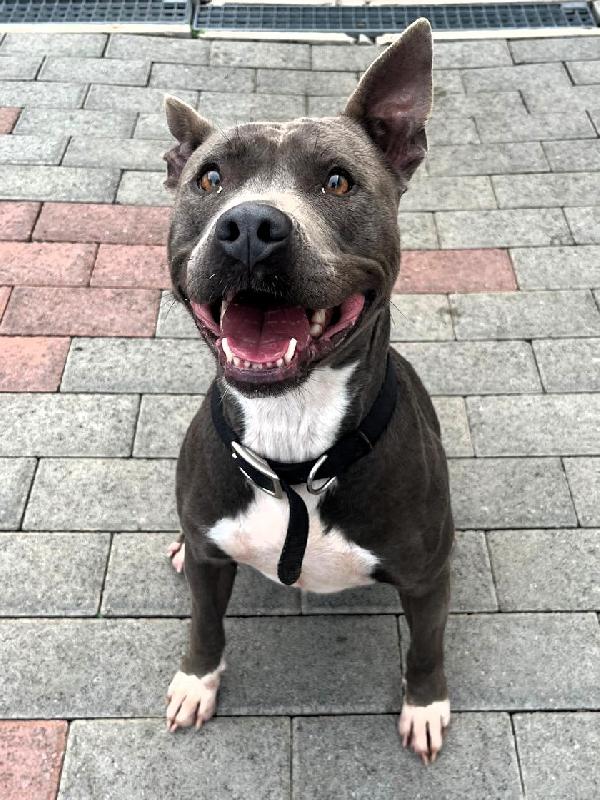 DAISY PIT BULL Foto 4